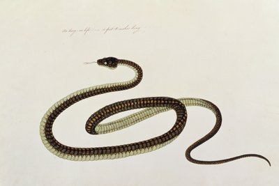 Schlange, aus Zeichnungen von Tieren, Insekten und Reptilien aus Malakka, ca. 1805-18 von Chinese School